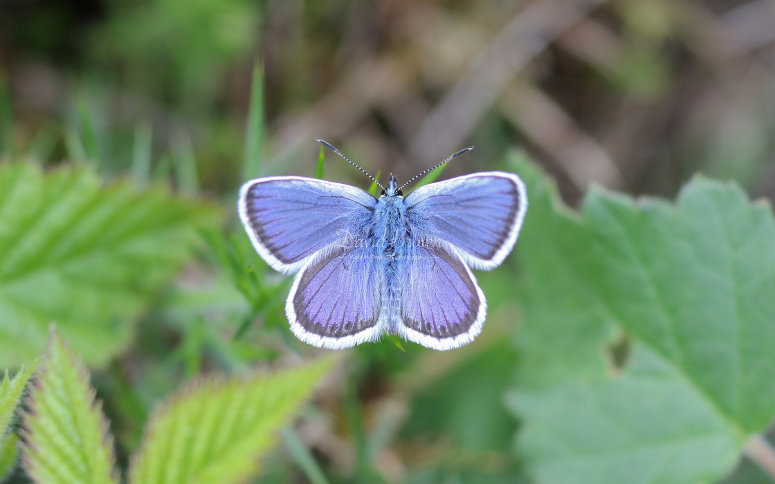 "Silver-studded Blue" stock image