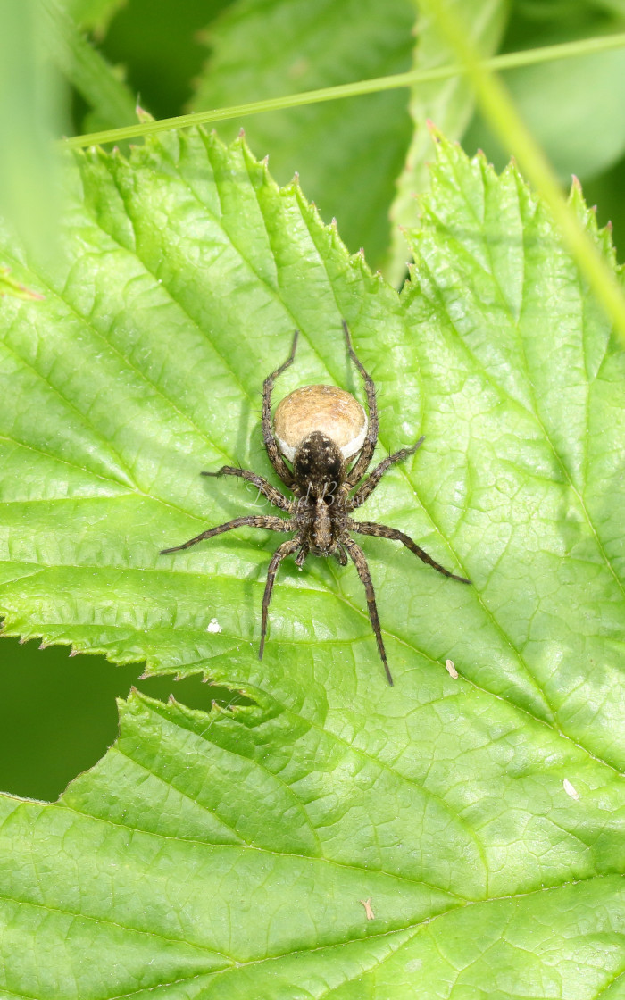 "Spider" stock image