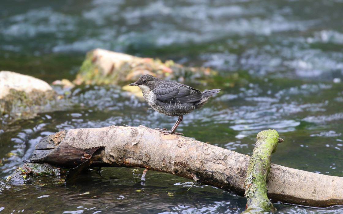 "Dipper" stock image