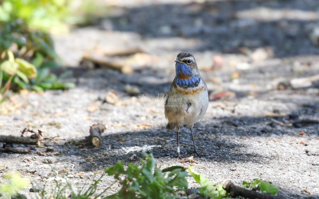 "Bluethroat" stock image