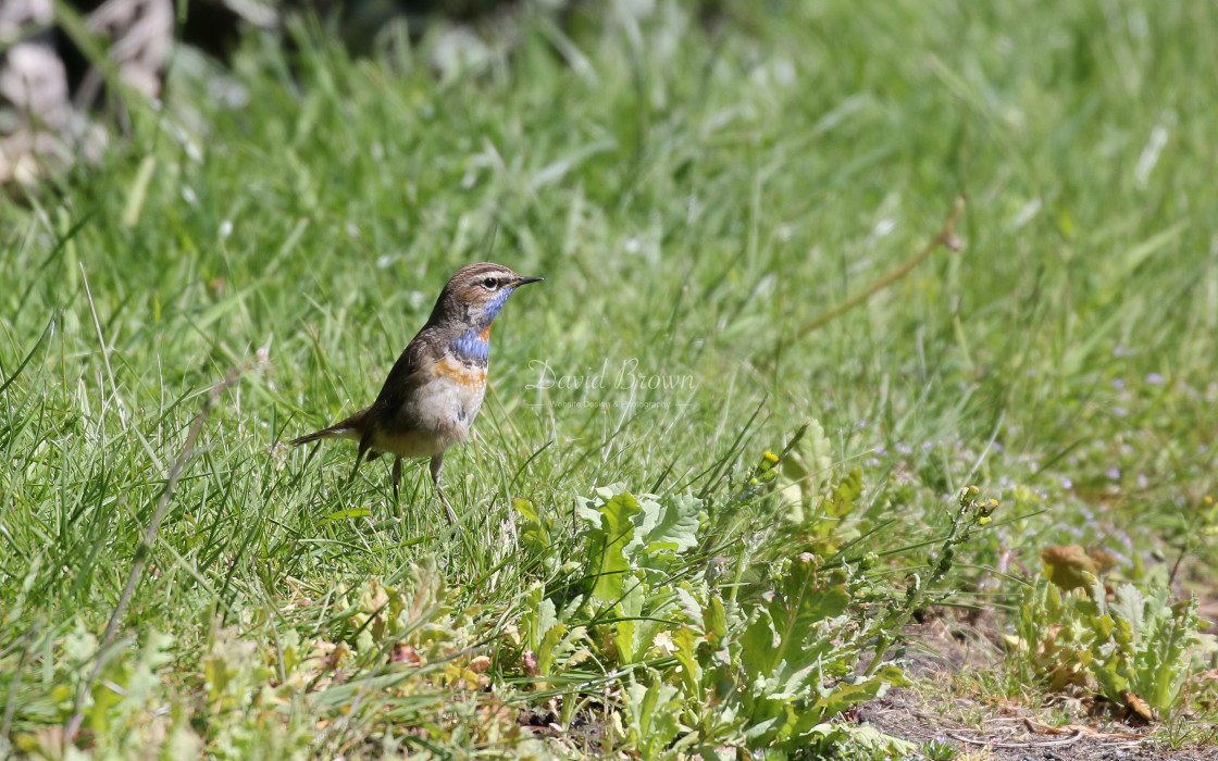 "Bluethroat" stock image