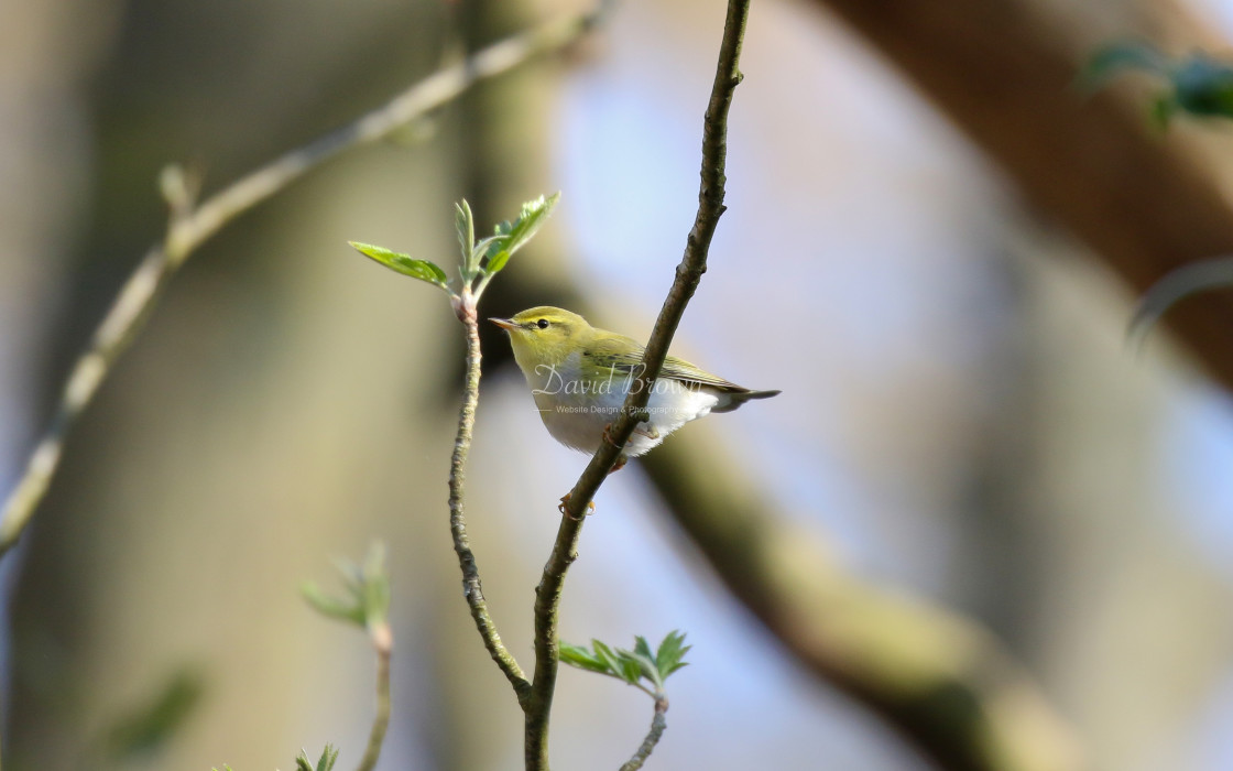 "Wood Warbler" stock image