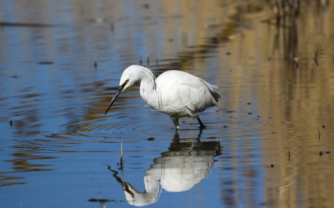 "Little Egret" stock image