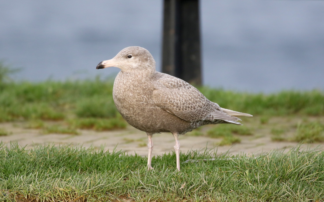 "Glaucous Gull" stock image