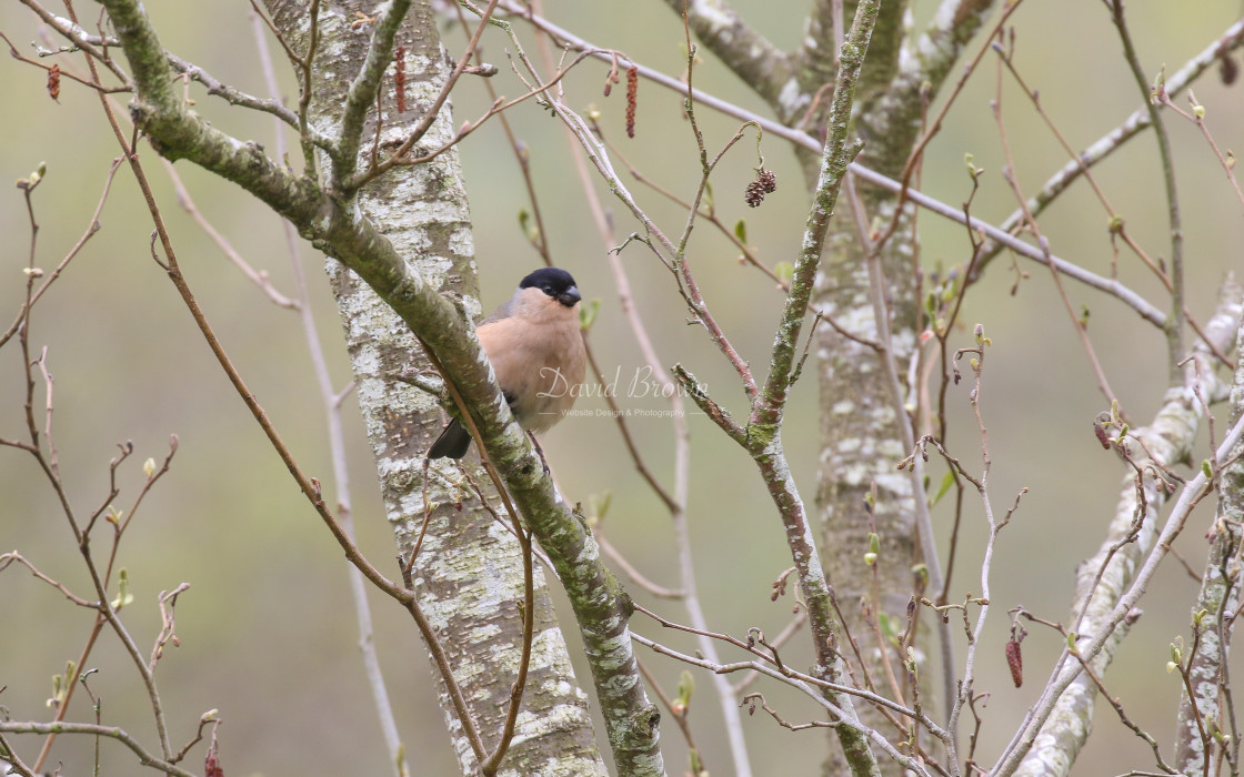 "Bullfinch" stock image