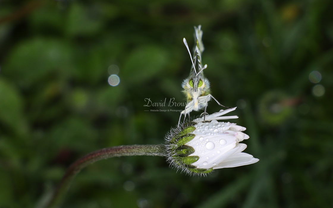 "Orange Tip" stock image