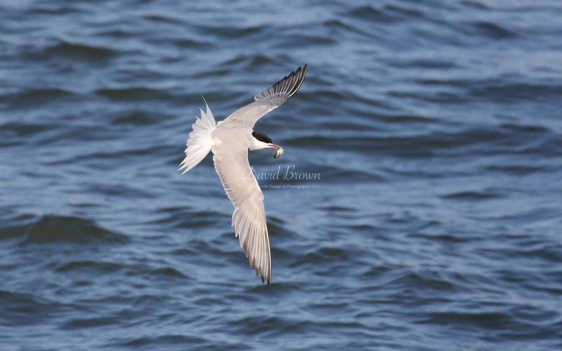 "Common Tern" stock image