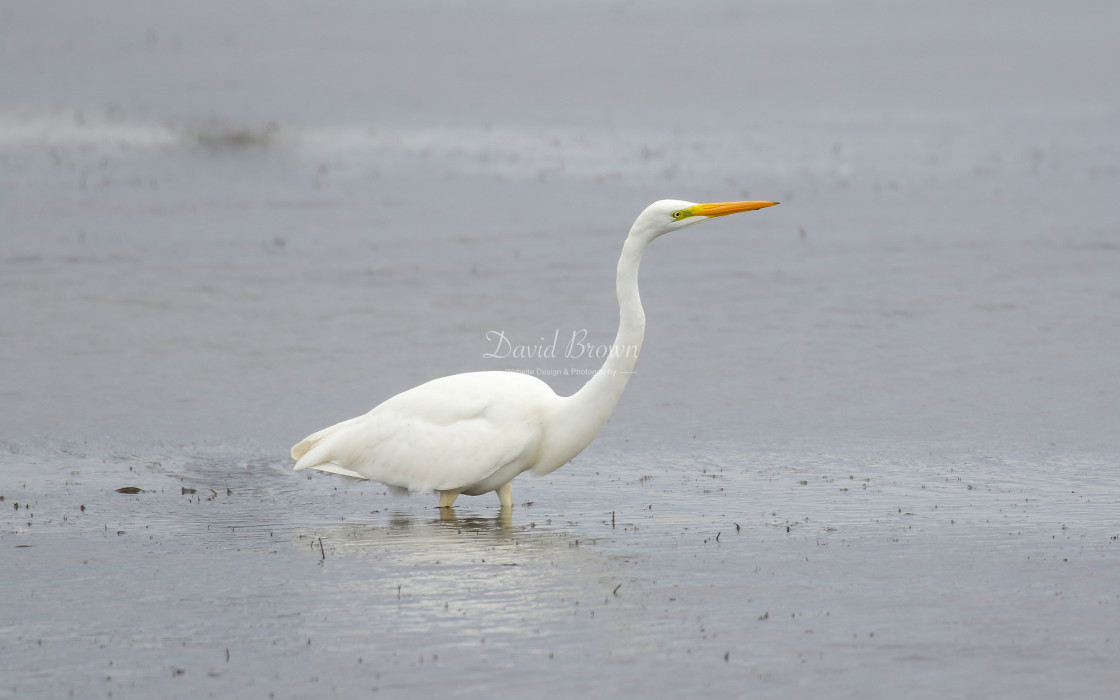 "Great White Egret" stock image