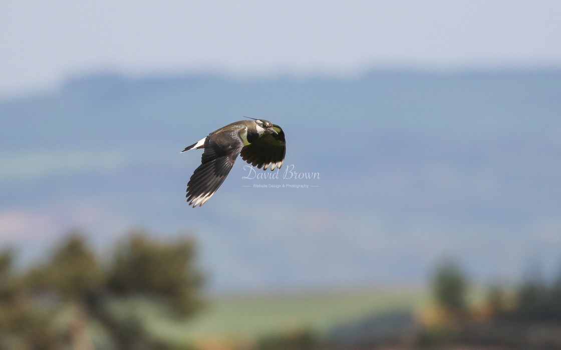 "Lapwing" stock image