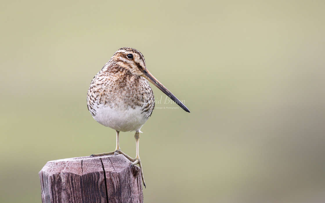 "Common Snipe" stock image