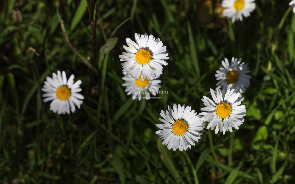 "Daisy" stock image