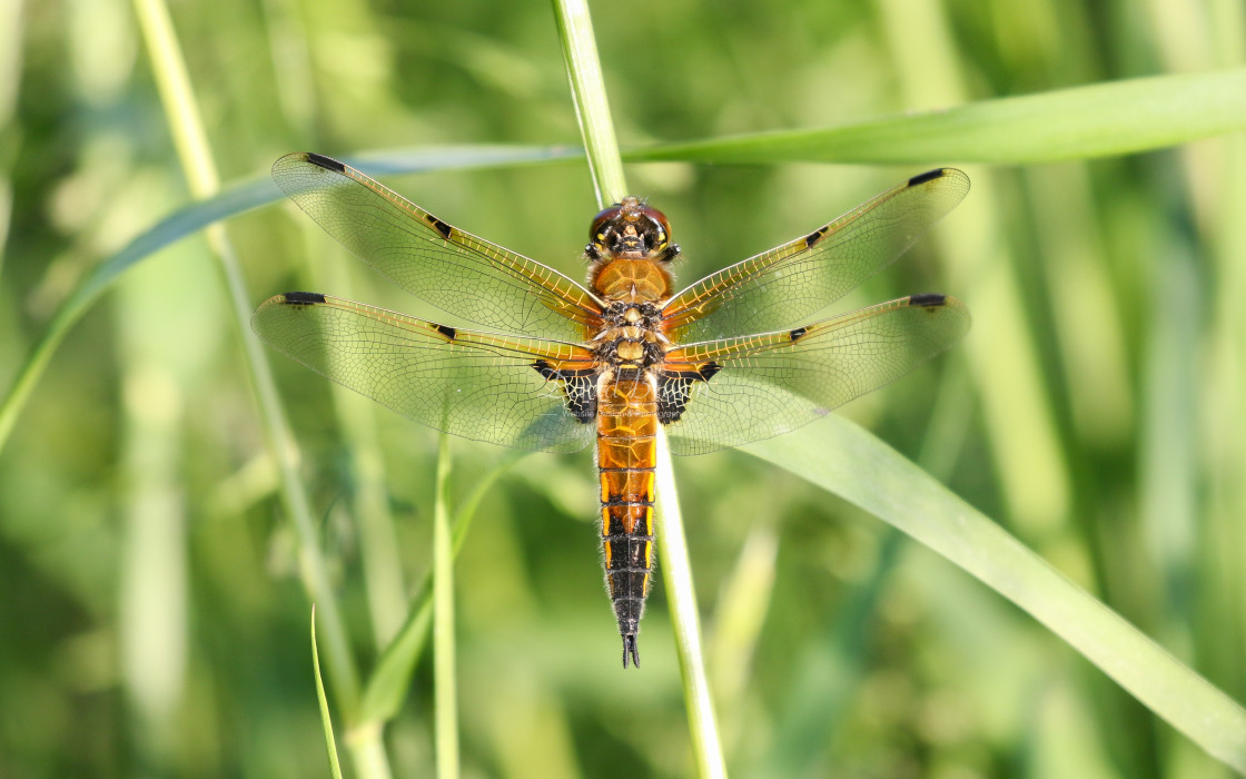 "Four-spotted Chaser" stock image