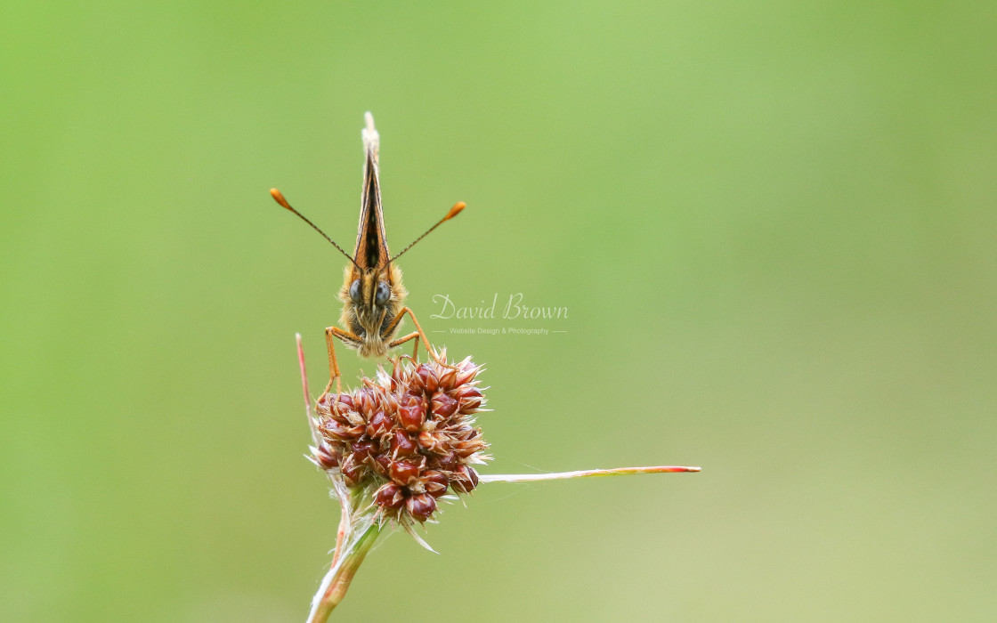 "Heath Fritillary" stock image