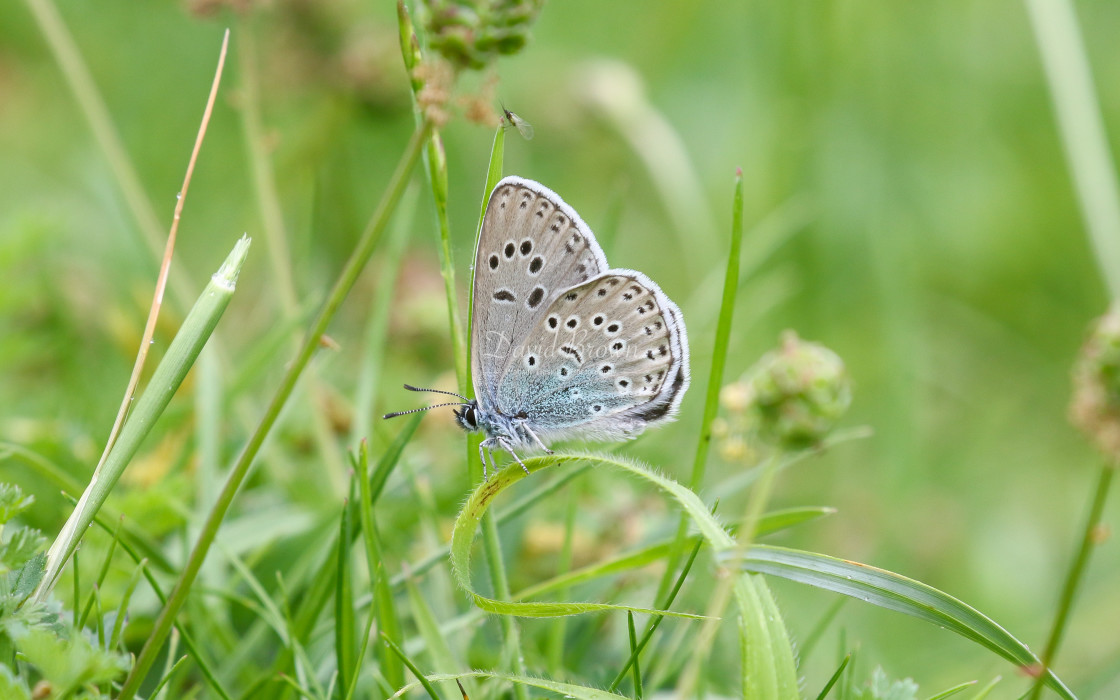 "Large Blue" stock image