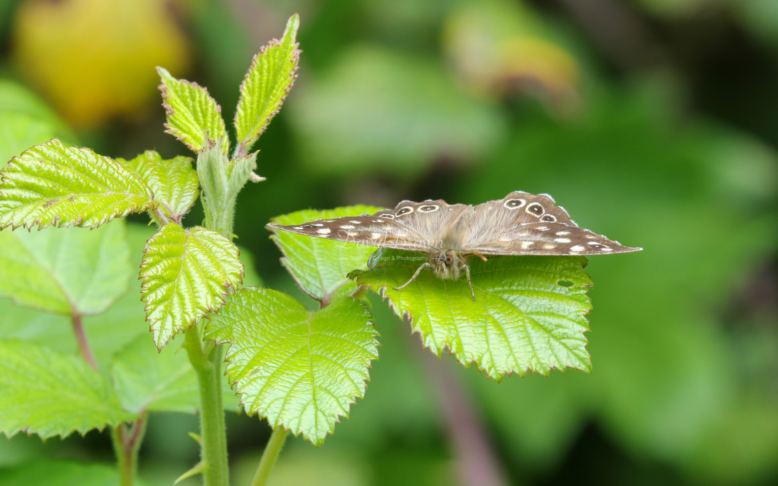 "Speckled Wood" stock image