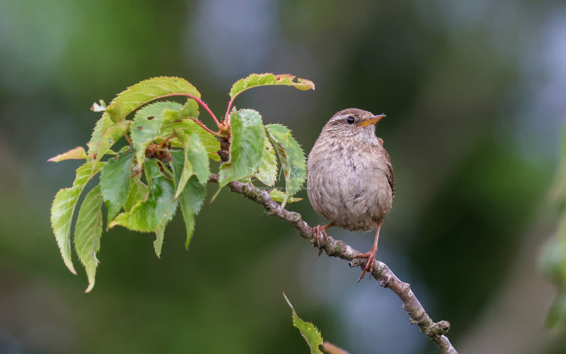 "Wren" stock image