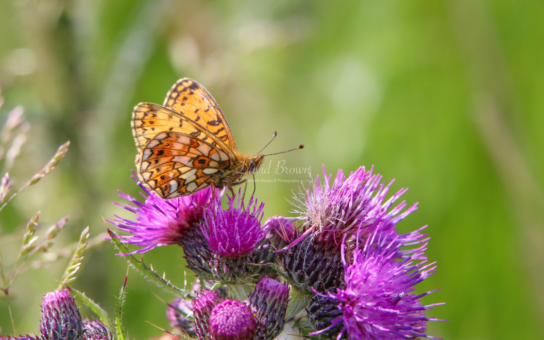 "Small Pearl-bordered Fritillary" stock image