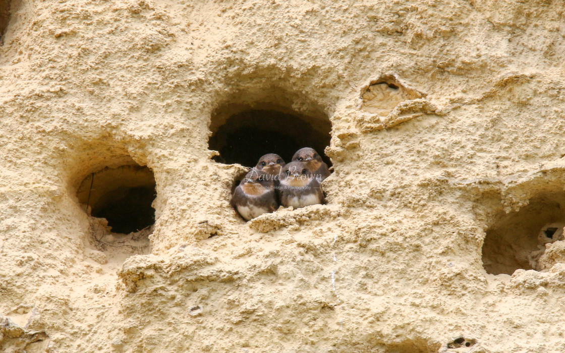 "Sand Martins" stock image