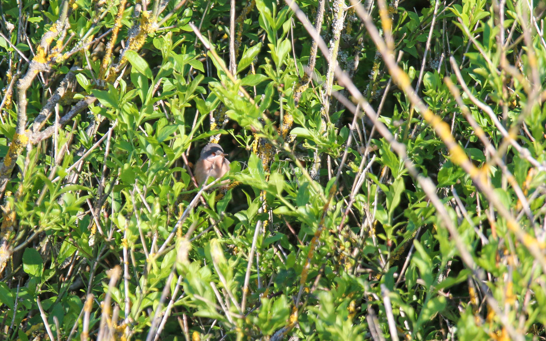 "Moltoni's Subalpine Warbler" stock image