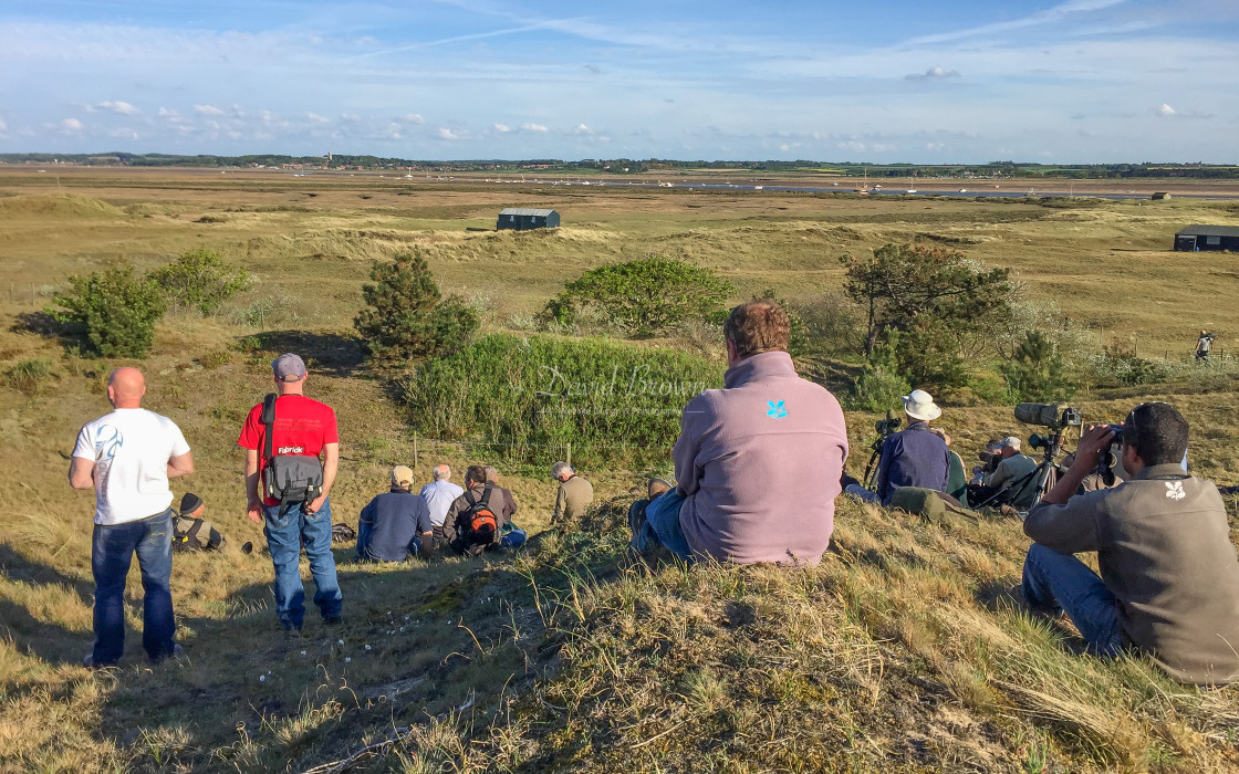 "Twitchers at Blakeney Point" stock image