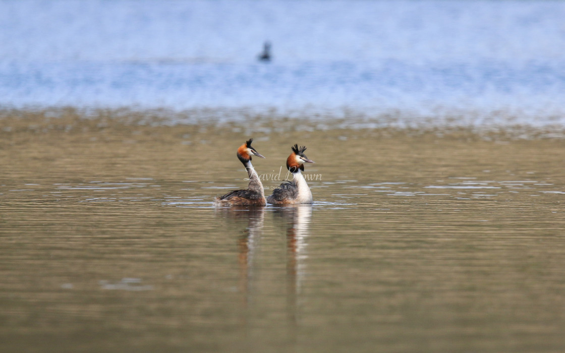 "Great Crested Grebe" stock image