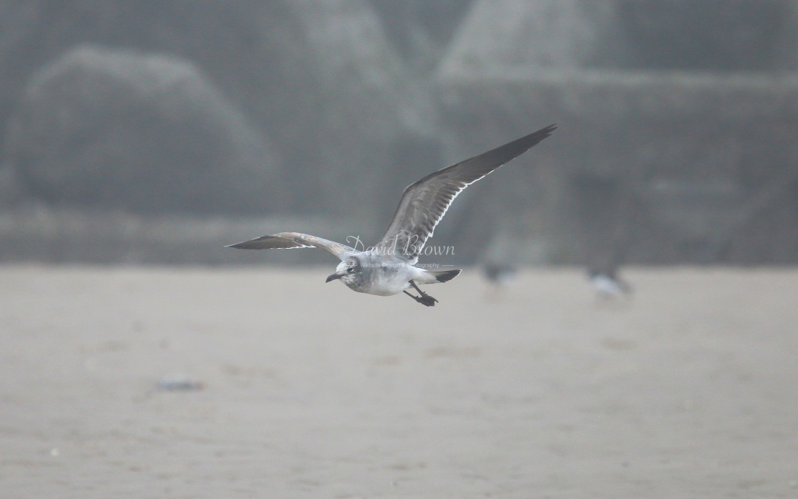 "Laughing Gull" stock image