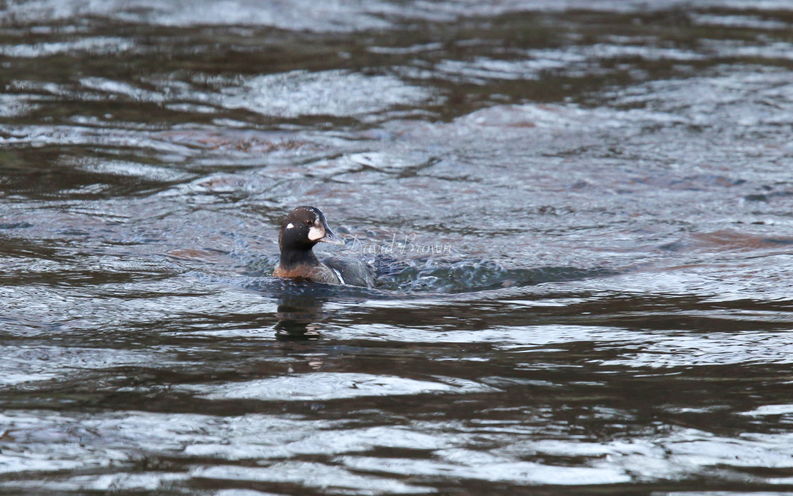 "Harlequin Duck" stock image