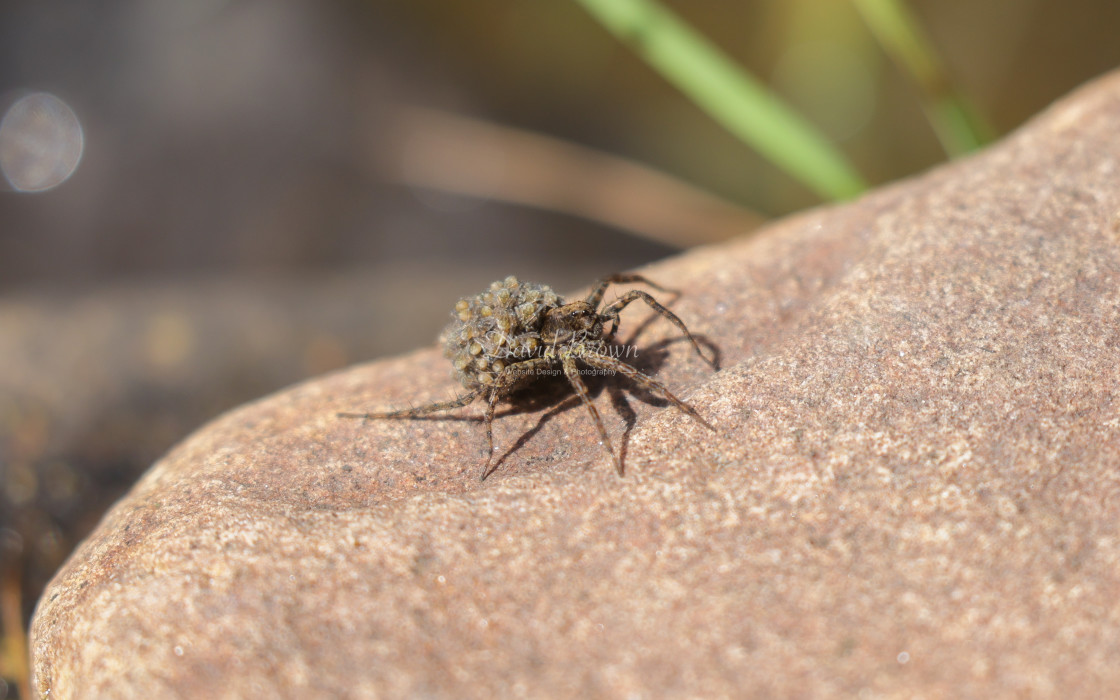 "Garden spider with young" stock image