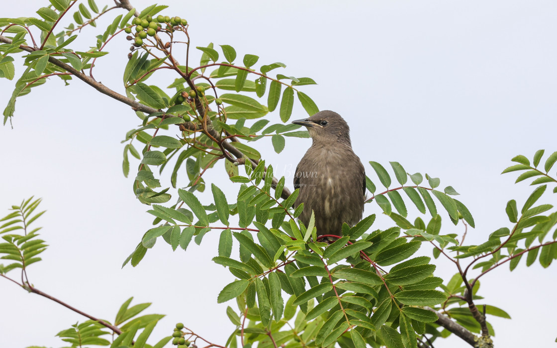 "Starling" stock image