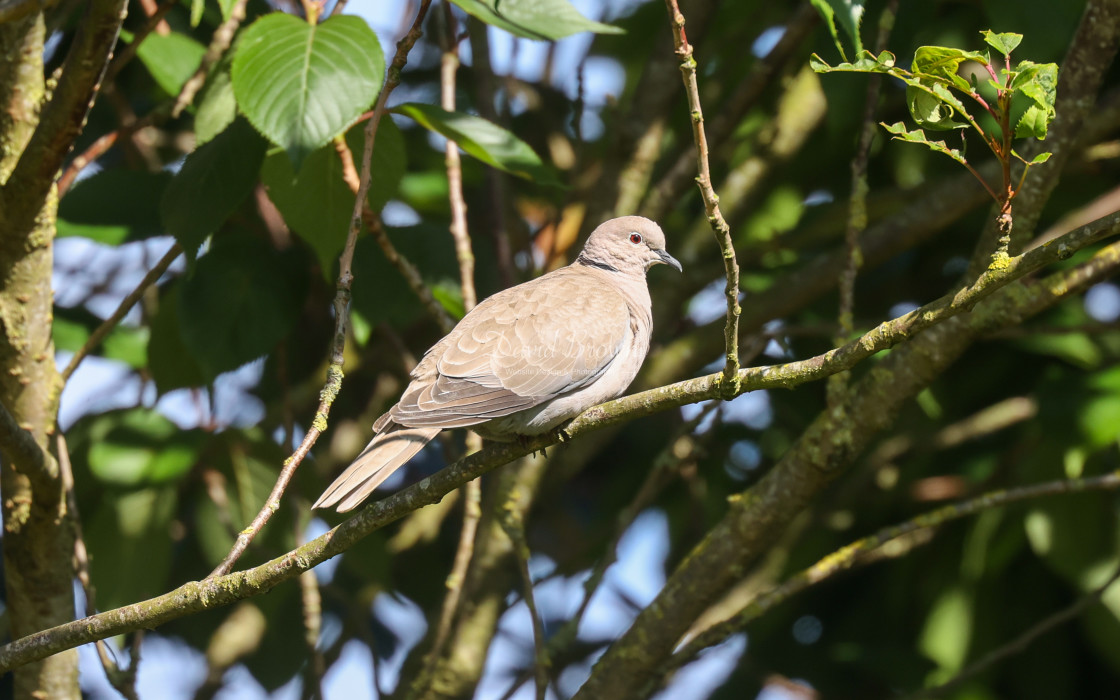 "Collared Dove" stock image