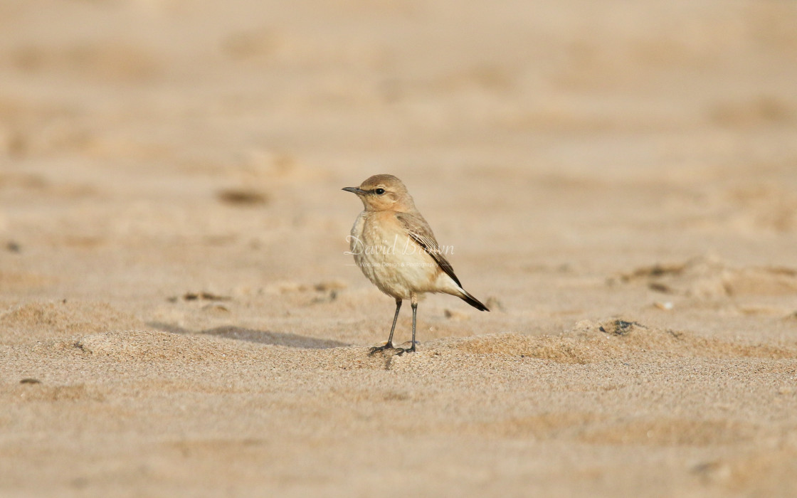 "Isabelline Wheatear" stock image