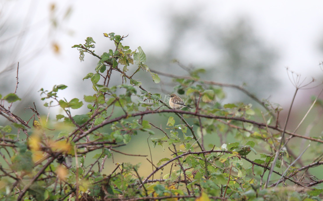 "Siberian Stonechat" stock image