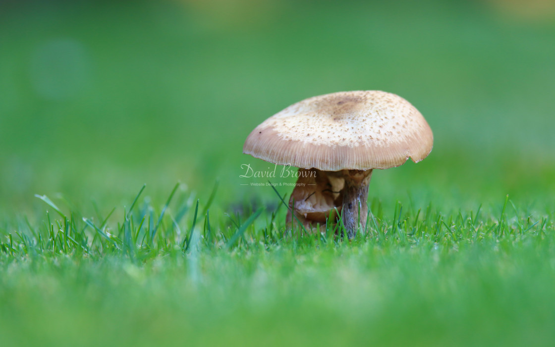 "Toadstool" stock image