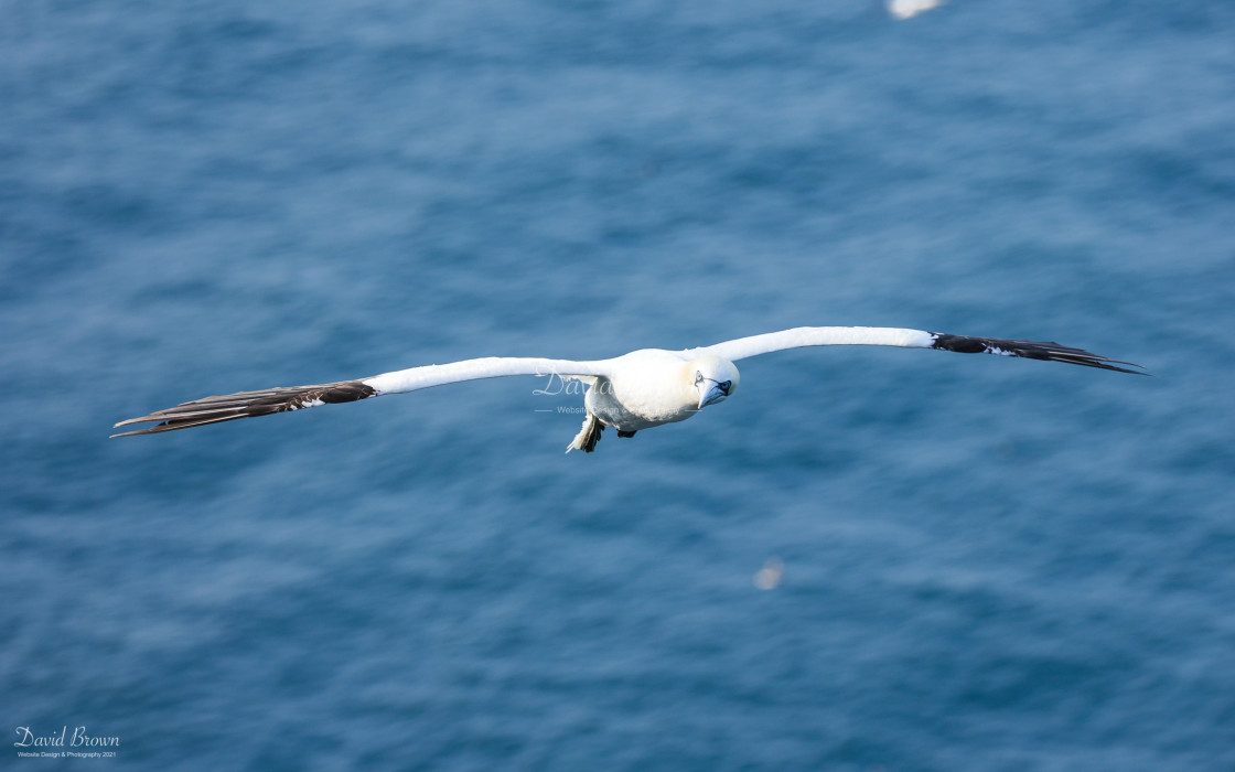 "Gannet" stock image