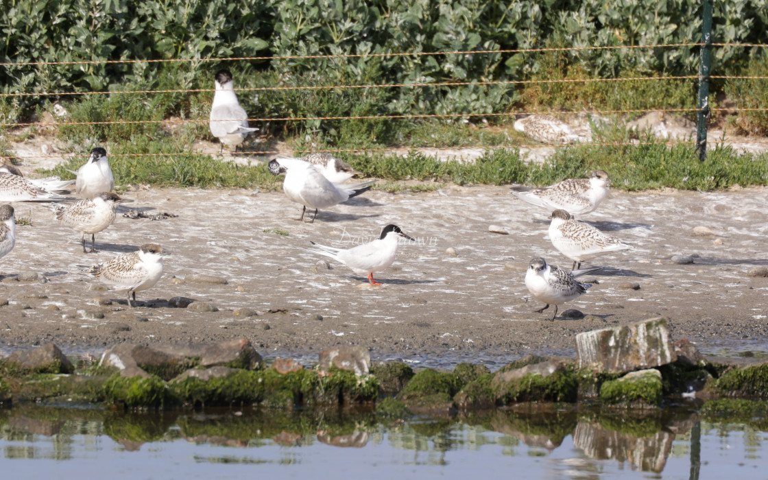 "Roseate Tern" stock image