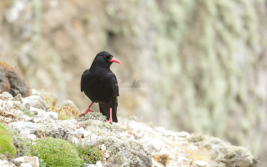 "Chough" stock image