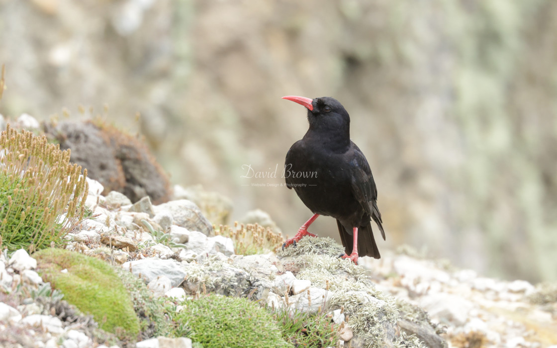 "Chough" stock image