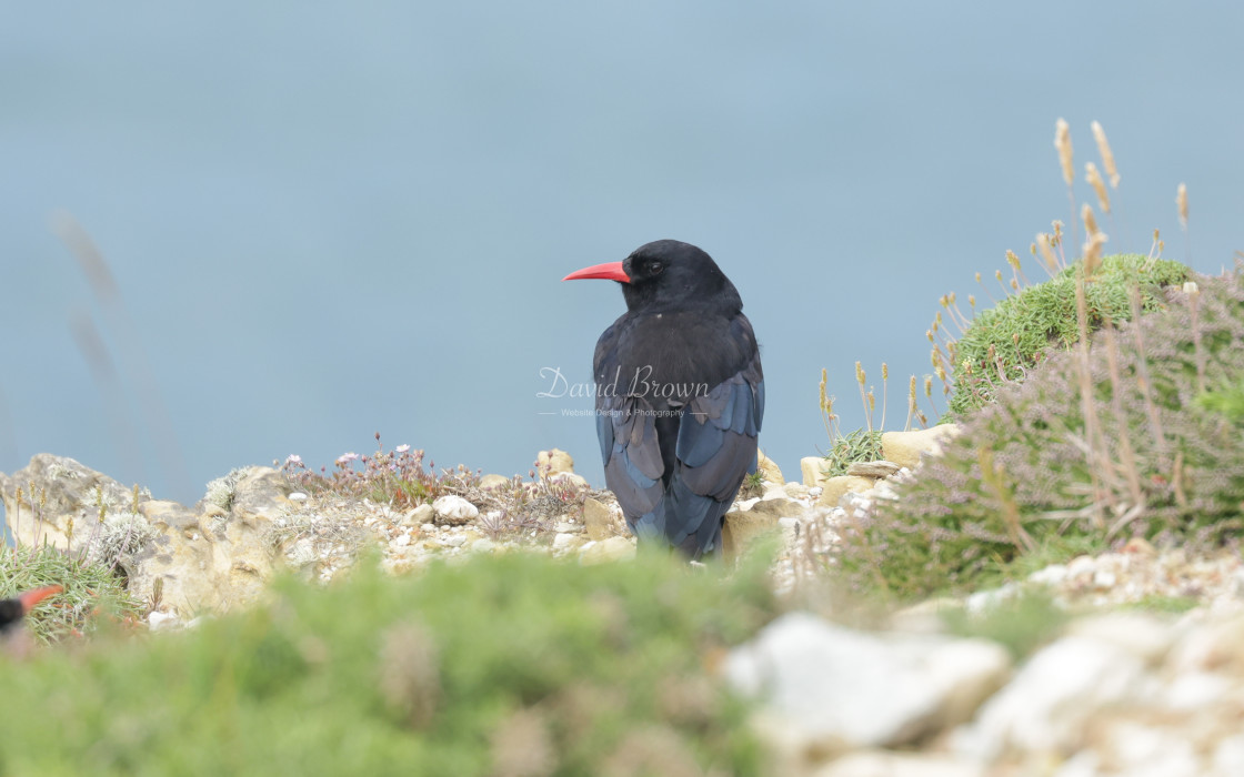 "Chough" stock image