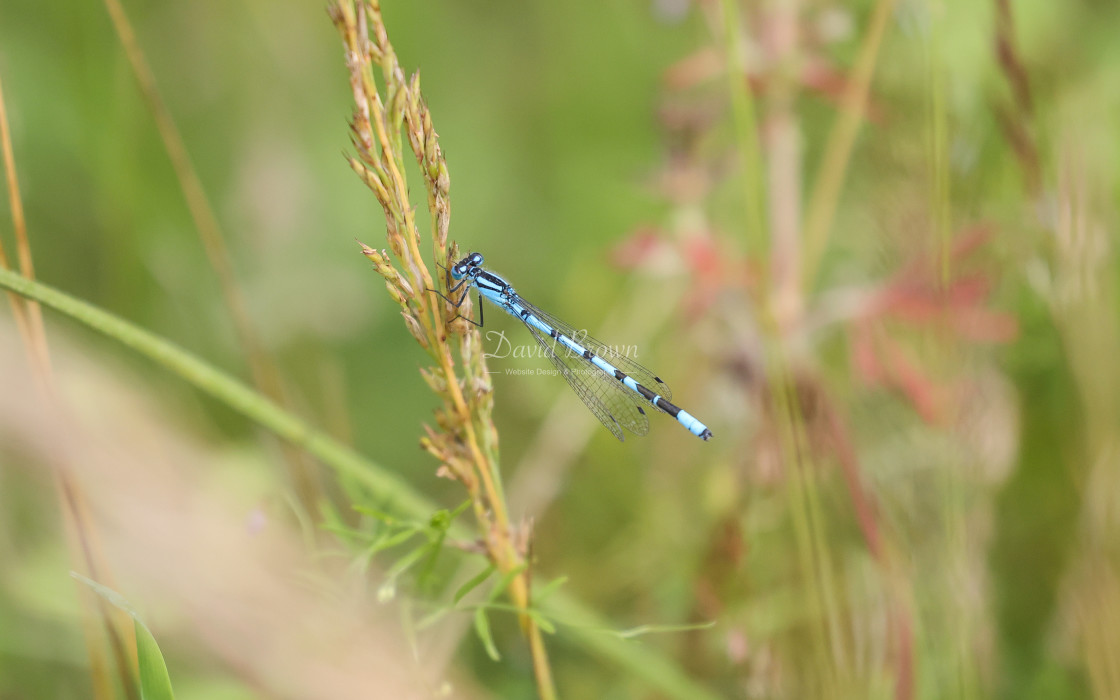 "Common Blue Damselfly" stock image