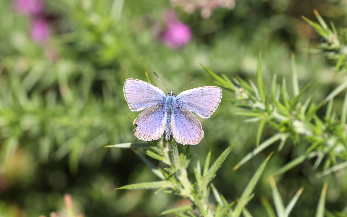 "Silver-studded Blue" stock image