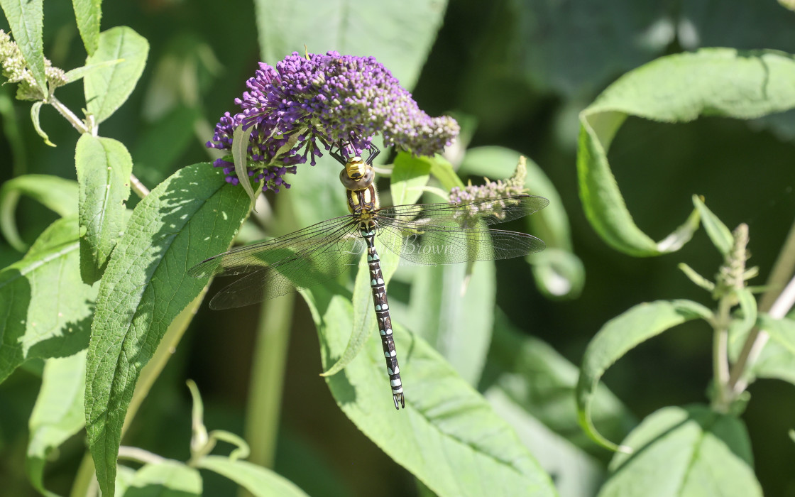 "Southern Hawker" stock image