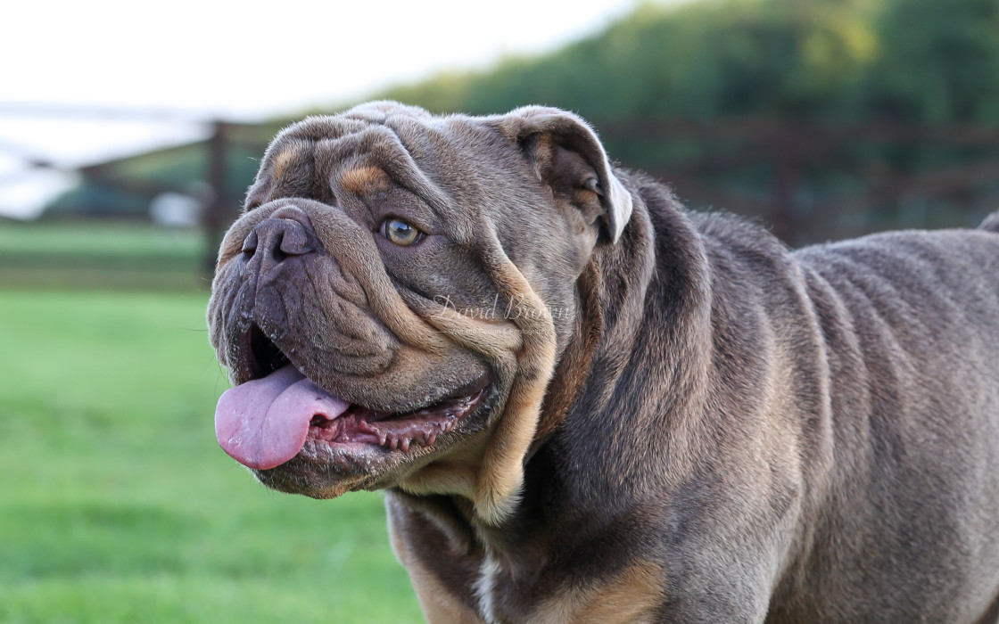 "English Bulldog" stock image