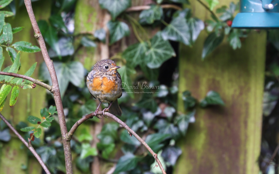 "Juvenile Robin" stock image