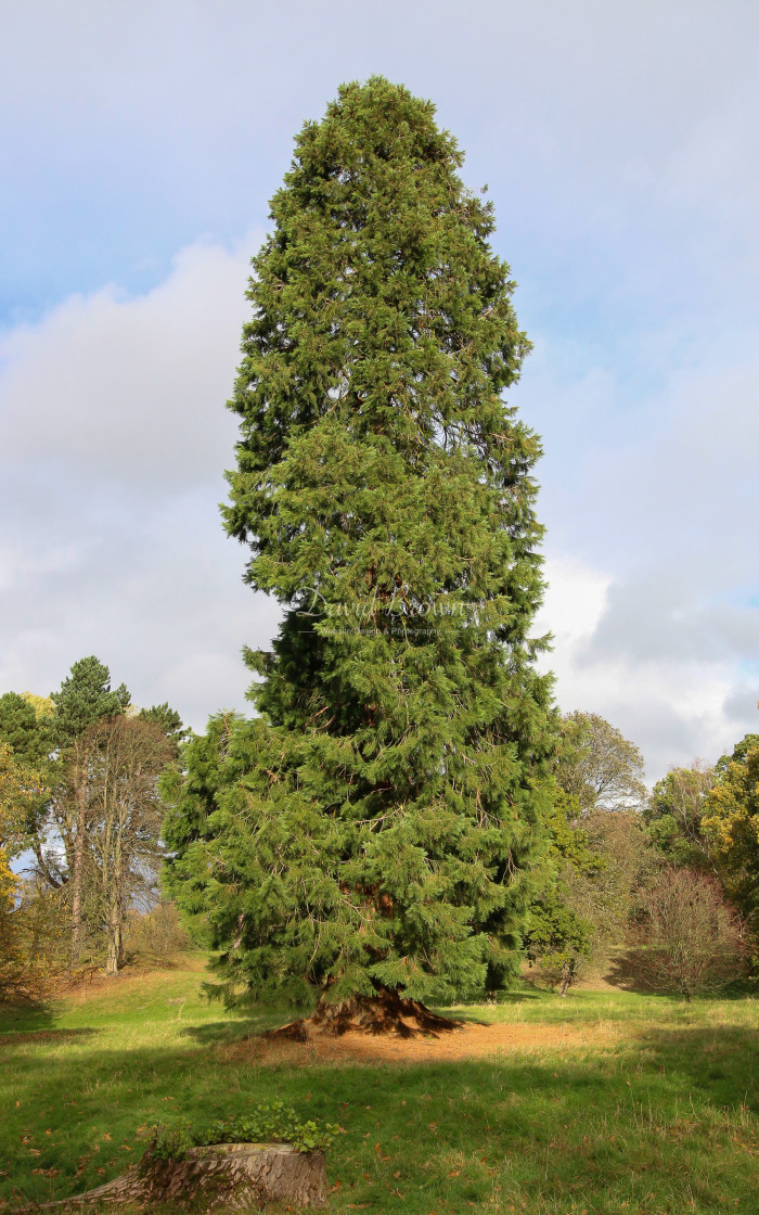 "Tree" stock image