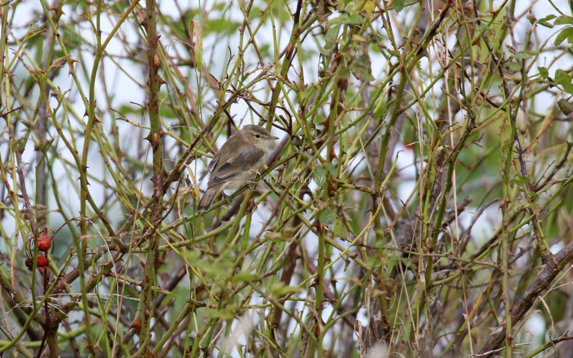 "Booted Warbler" stock image