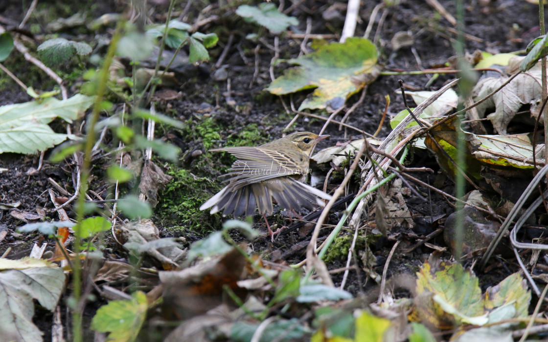 "Olive-backed Pipit" stock image