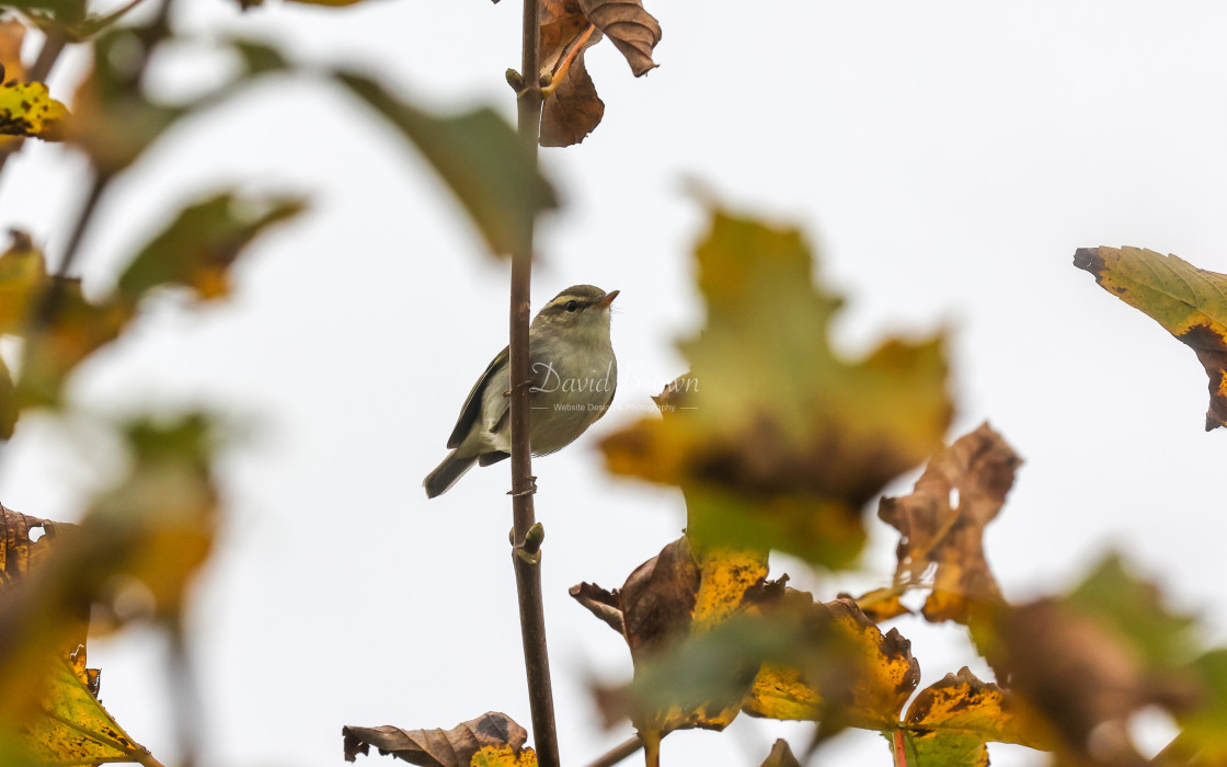 "Two-barred Greenish Warbler" stock image