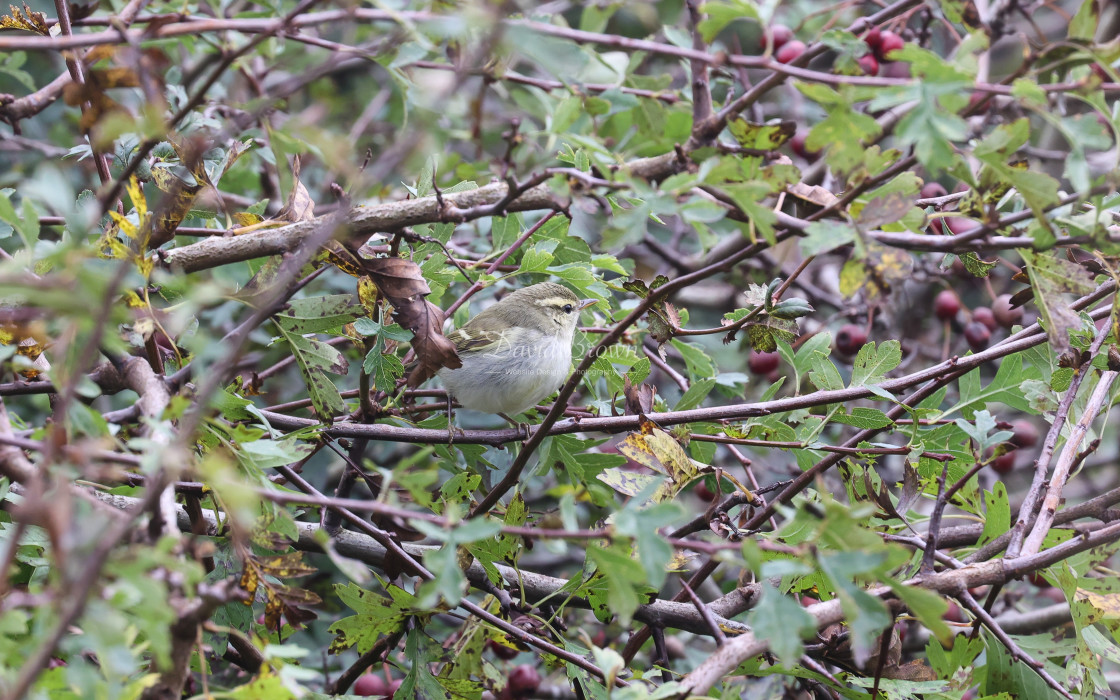 "Two-barred Greenish Warbler" stock image