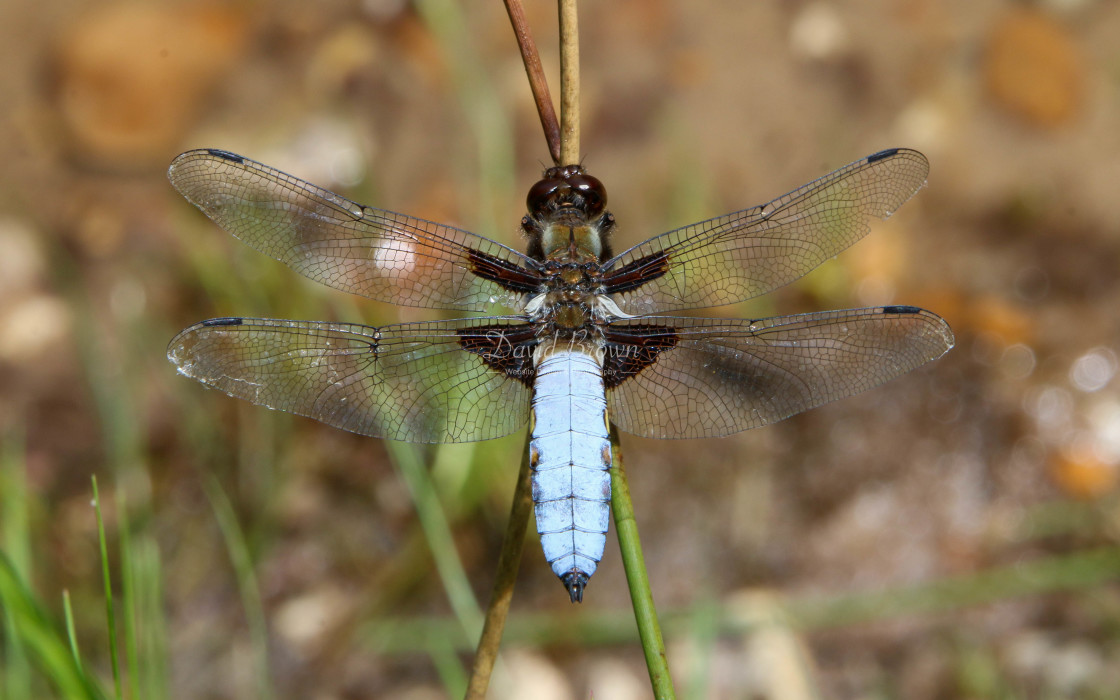 "Broad-bodied Chaser" stock image