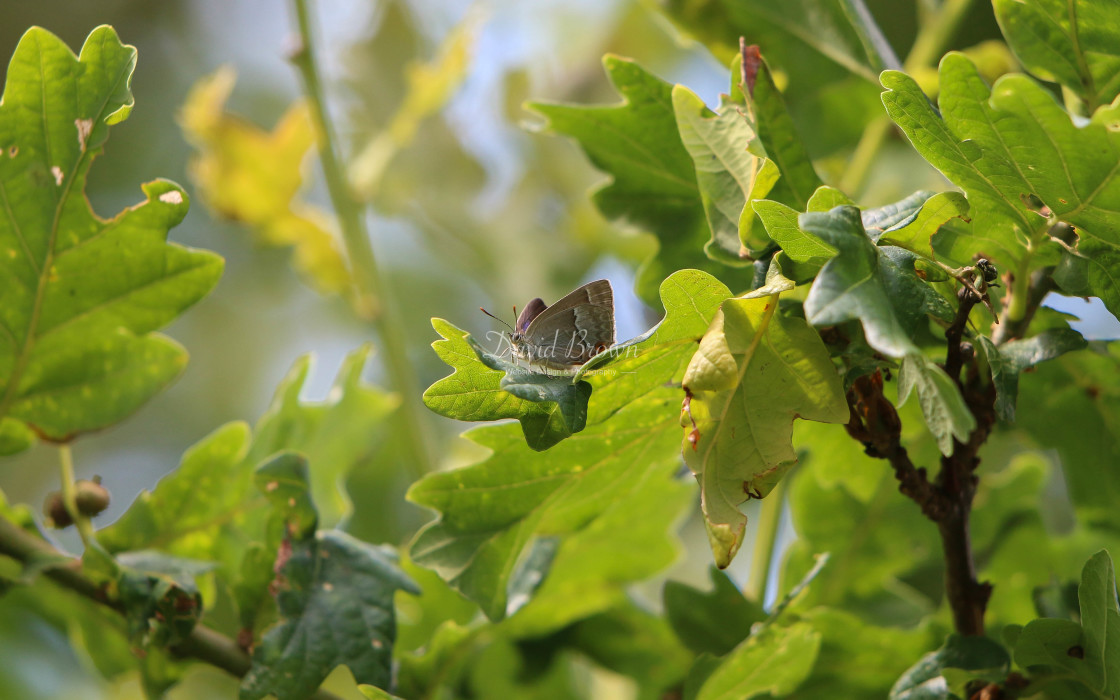 "Purple Hairstreak" stock image